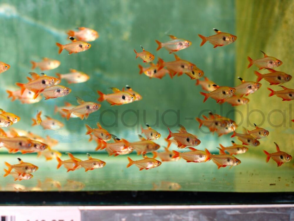ZA446 Roter Phantomsalmler, Super, DNZ 2-3 cm (M)