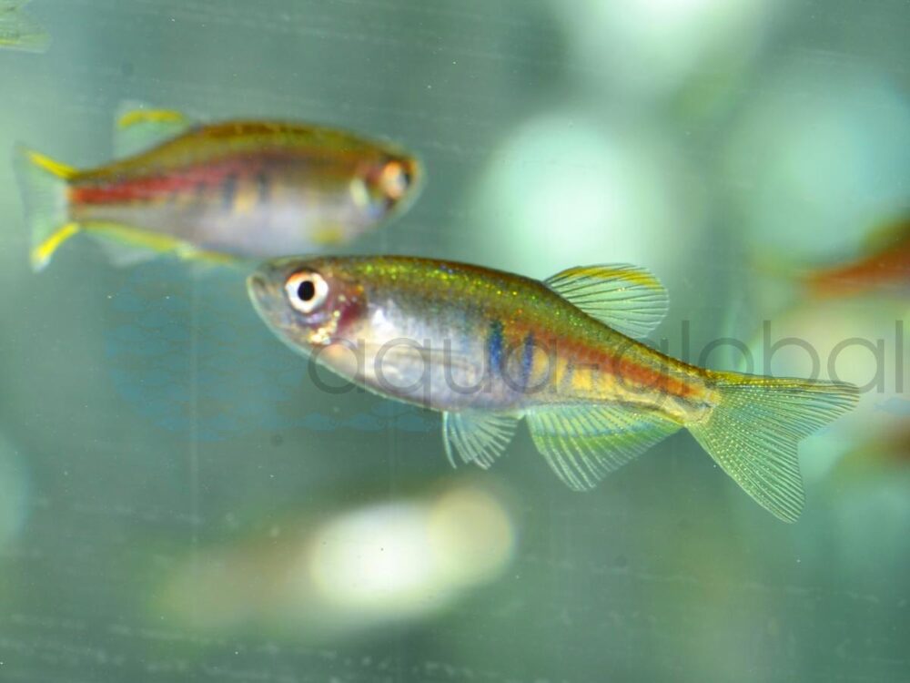 ZB065 Rubinbärbling, NZ 2-3 cm (M)