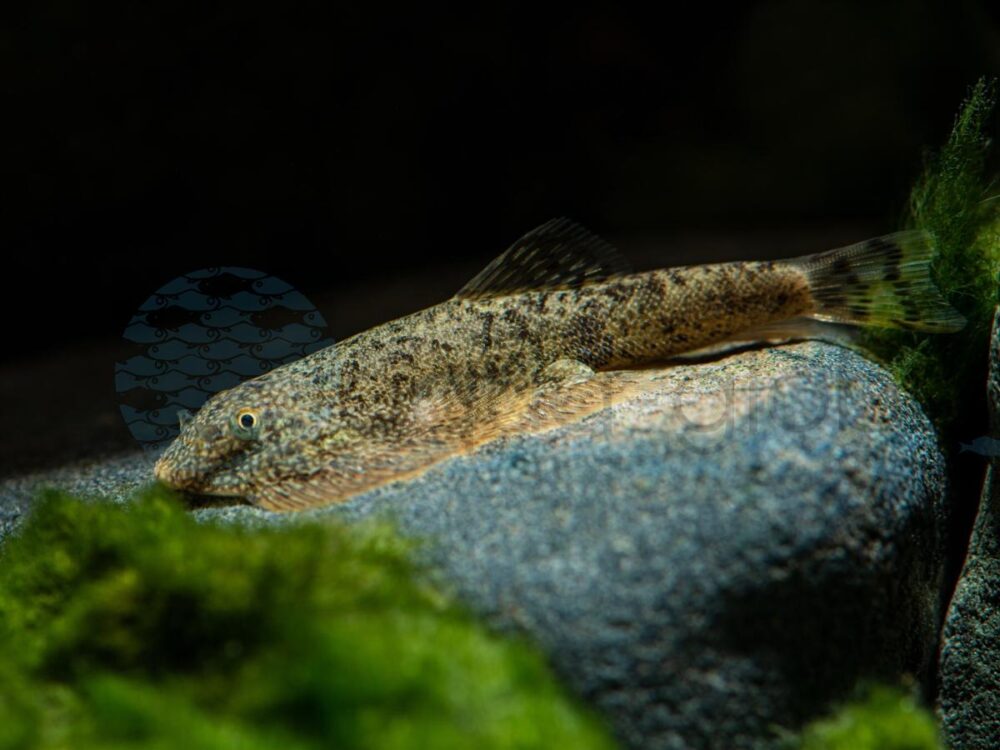 ZC3175 Calico-Flossensauger, WF-RARITÄT 4-5 cm