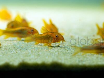 ZD1077 Neon-orangeroter Panzerwels, DNZ 2,5-3,5 cm