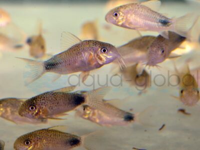 ZD396 Similis-Panzerwels, NZ 3,5-4,5 cm