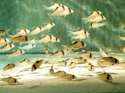 ZD40 Orangefleck-Panzerwels, WF 3,5-4,5 cm