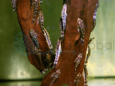 ZE373 Zebra-Ohrgittersaugwels, WF-PER 3-4,5 cm
