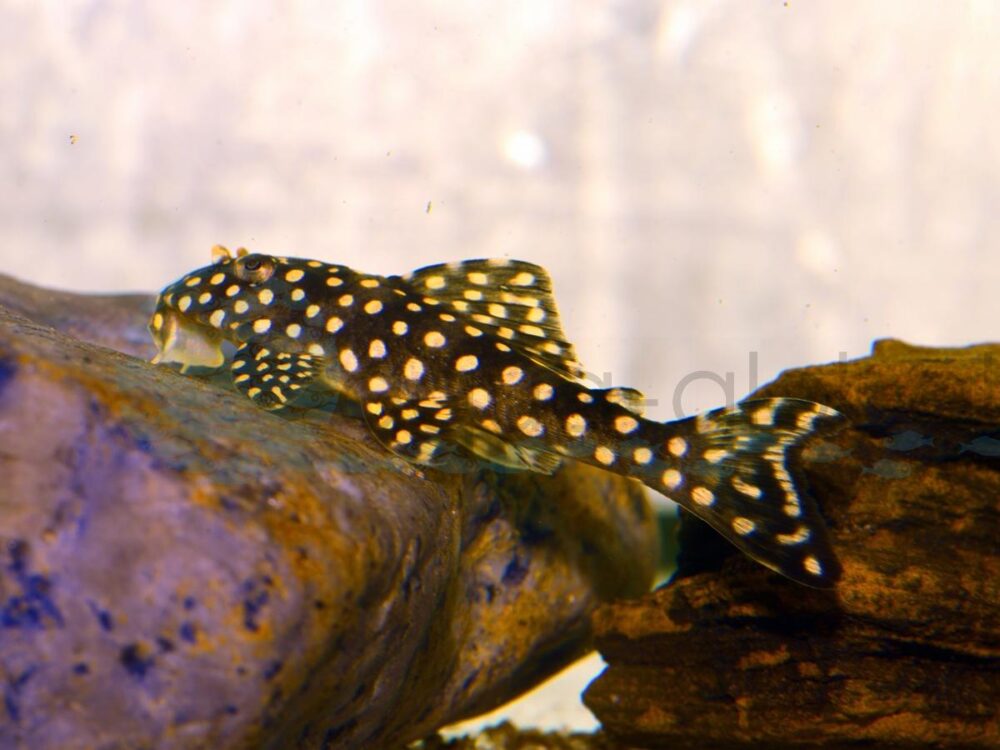 ZEL048 L 048 Yellow Spot Peacock, WF 5-6 cm