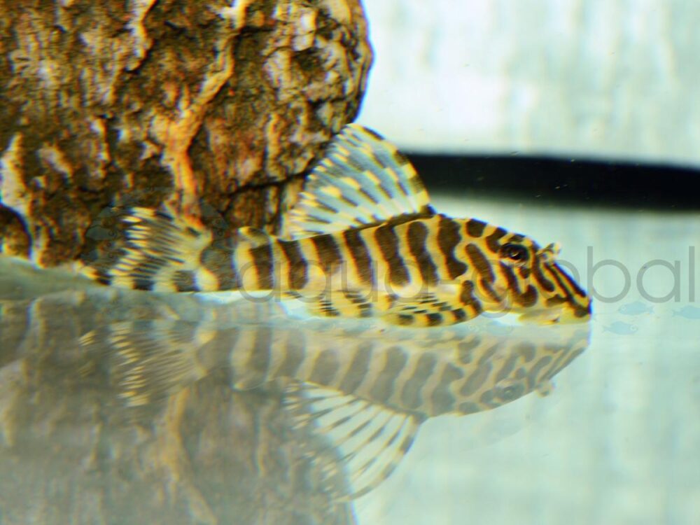 ZEL134 L 134 Imperial Tiger Pleco, WF 5-6 cm