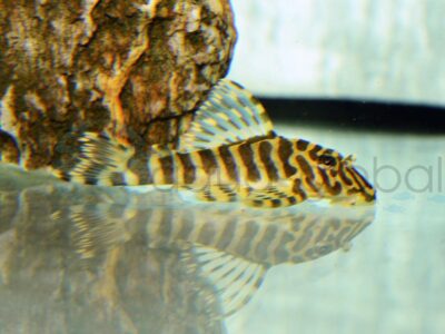 ZEL134 L 134 Imperial Tiger Pleco, WF 5-6 cm