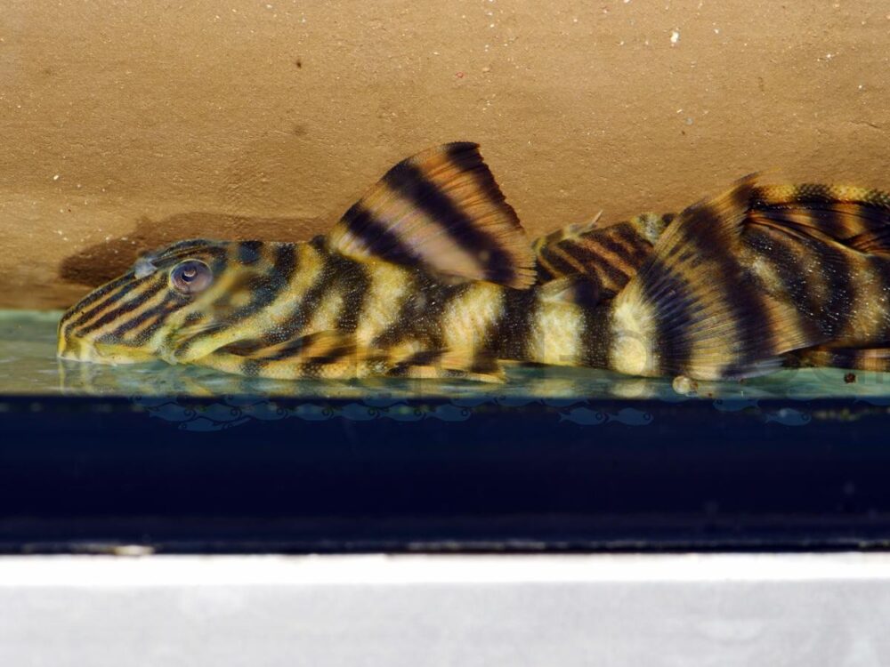 ZEL169 L 169 Gold-Tigerharnischwels, WF-BRA 6,5-8 cm