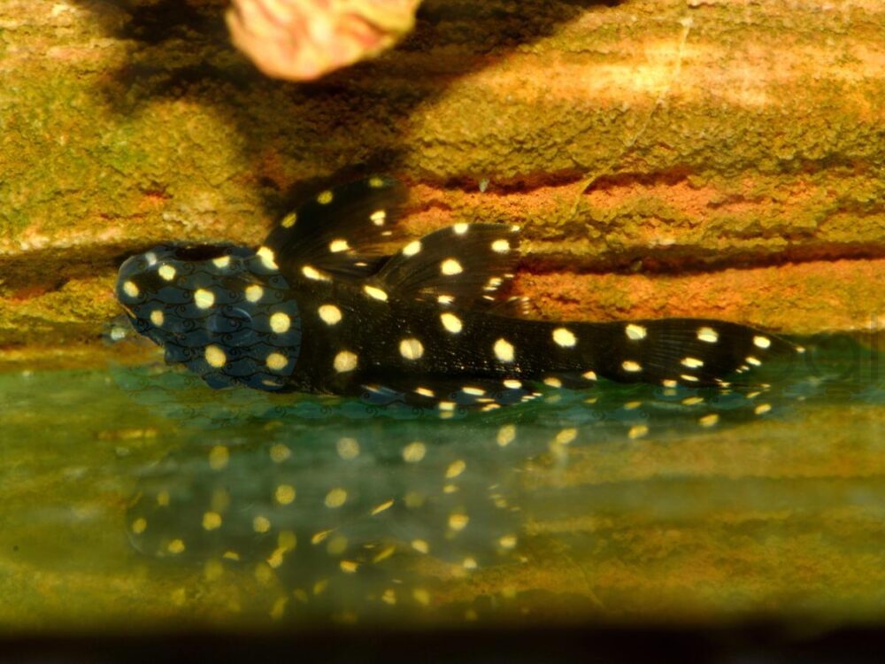 ZEL201b L 201 Big-Spot-Weißpunkt-Pleco, WF 4-6,5 cm