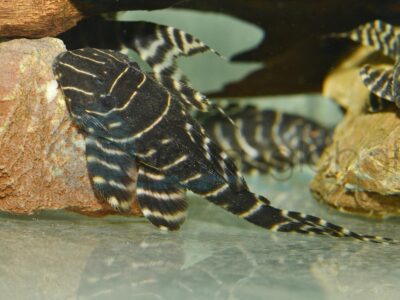 ZEL2045 L 204 Peru-Zebrawels, WF-PER 10-13 cm