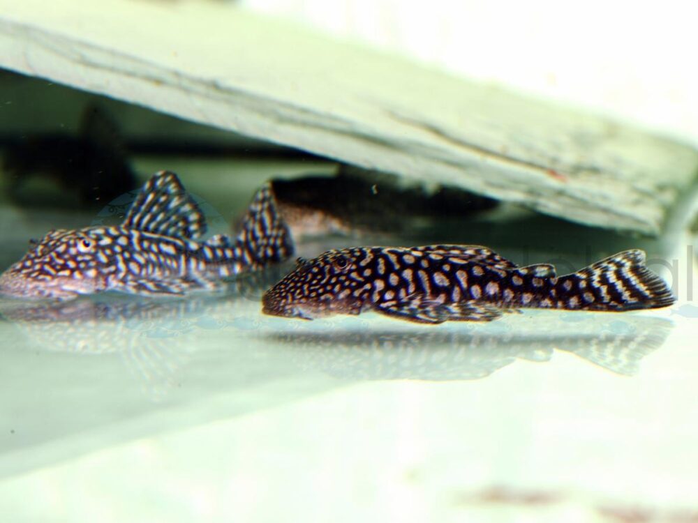 ZEL238 L 238 Mick-Jagger-Pleco, WF-RARITÄT 5-7 cm