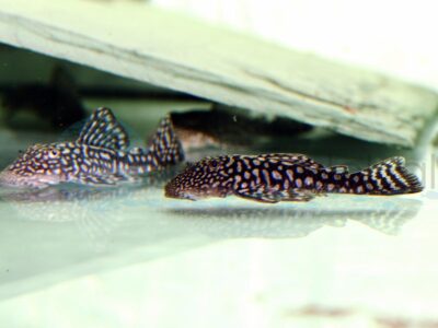 ZEL238 L 238 Mick-Jagger-Pleco, WF-RARITÄT 5-7 cm