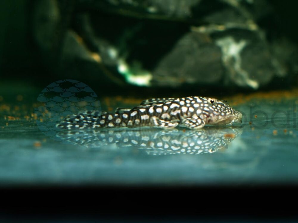 ZEL238 L 238 Mick-Jagger-Pleco, WF-RARITÄT 5-7 cm
