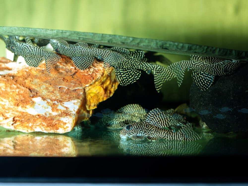 ZEL260 L 260 Queen Arabesque Pleco, WF 5,5-7 cm