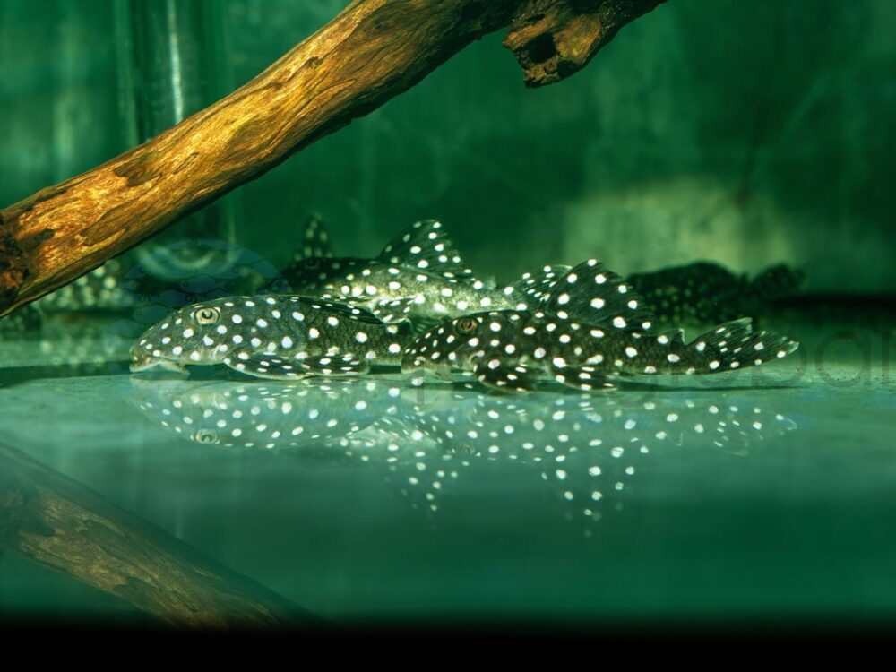 ZELD332 LDA 33 = L 142 Schneeball Pleco, WF 6-8 cm