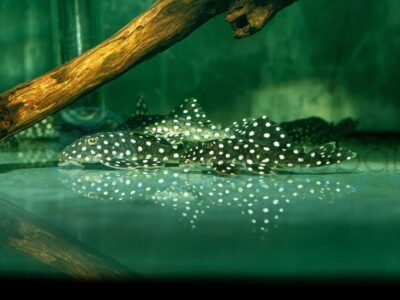 ZELD332 LDA 33 = L 142 Schneeball Pleco, WF 6-8 cm