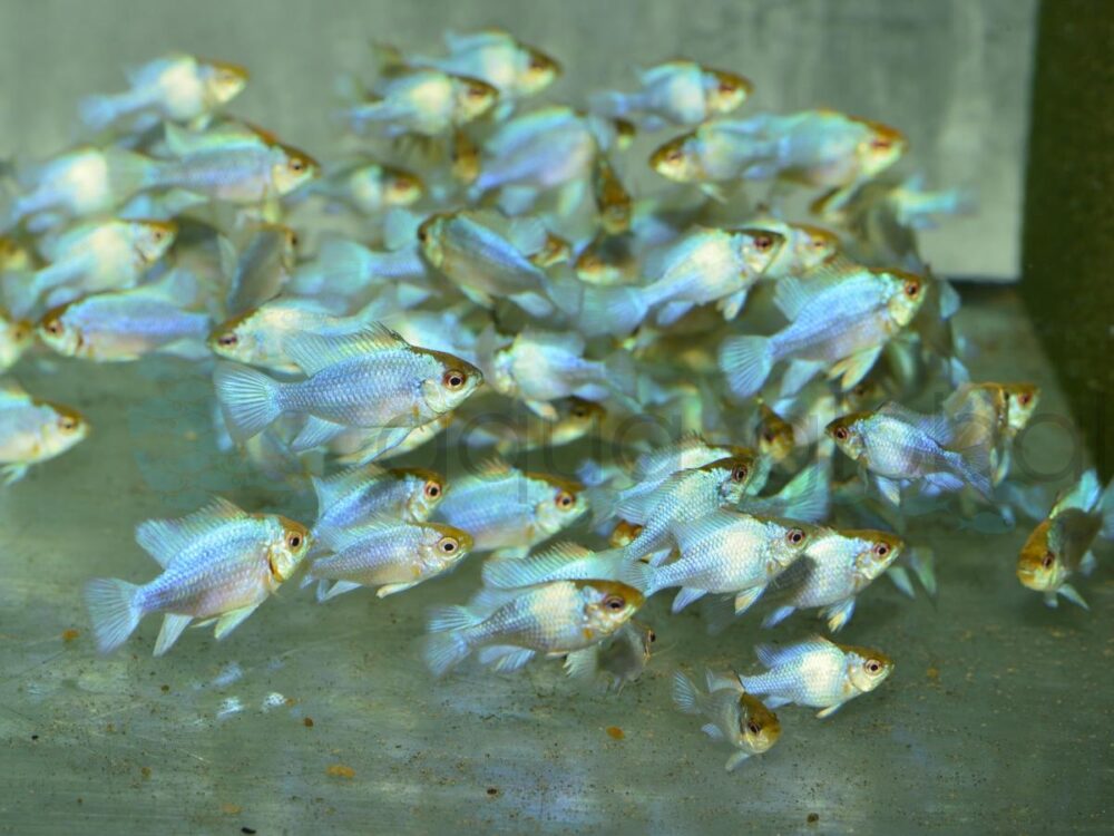 ZH7043 Schmetterlingsbuntb.-Blau, DNZ 3,5-5 cm (L)
