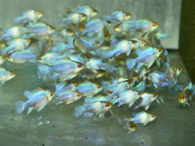 ZH7043 Schmetterlingsbuntb.-Blau, DNZ 3,5-5 cm (L)