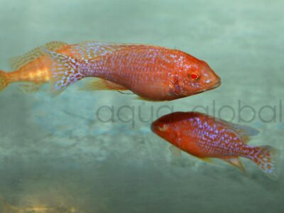 ZI1371 Kaiserbuntbarsch-Fire-Fish, NZ-THA 5-7 cm