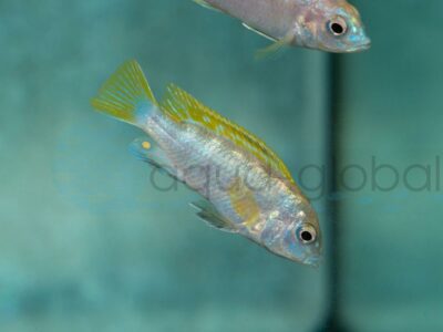 ZI3055 Perlmutt-Labidochromis, DNZ 3,5-4,5 cm