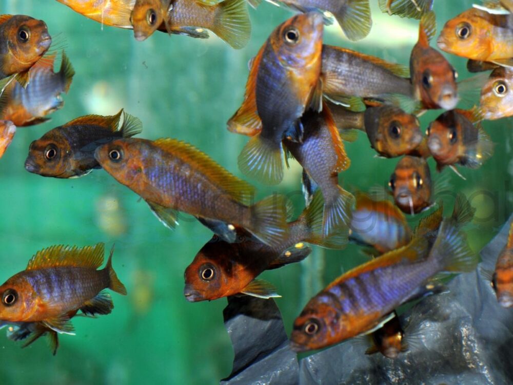 ZI315 Blauer Labidochromis, „Red Top“, EUNZ 3,5-5 cm (M)