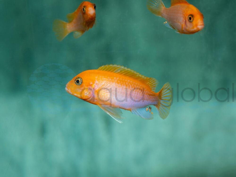 ZI3162 Sunflower-Labidochromis, DNZ 3,5-5 cm (ML)