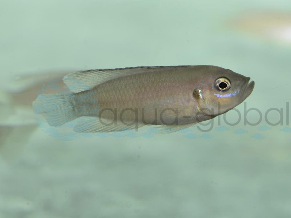 ZI76 Blauwangen-Schneckenbarsch, DNZ 3,5-4,5 cm