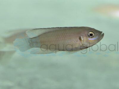 ZI76 Blauwangen-Schneckenbarsch, DNZ 3,5-4,5 cm