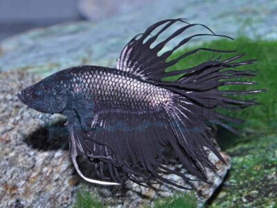 ZK0183 Kampffisch-Mann-Crowntail-Black, NZ 4,5-5,5 cm (XL)