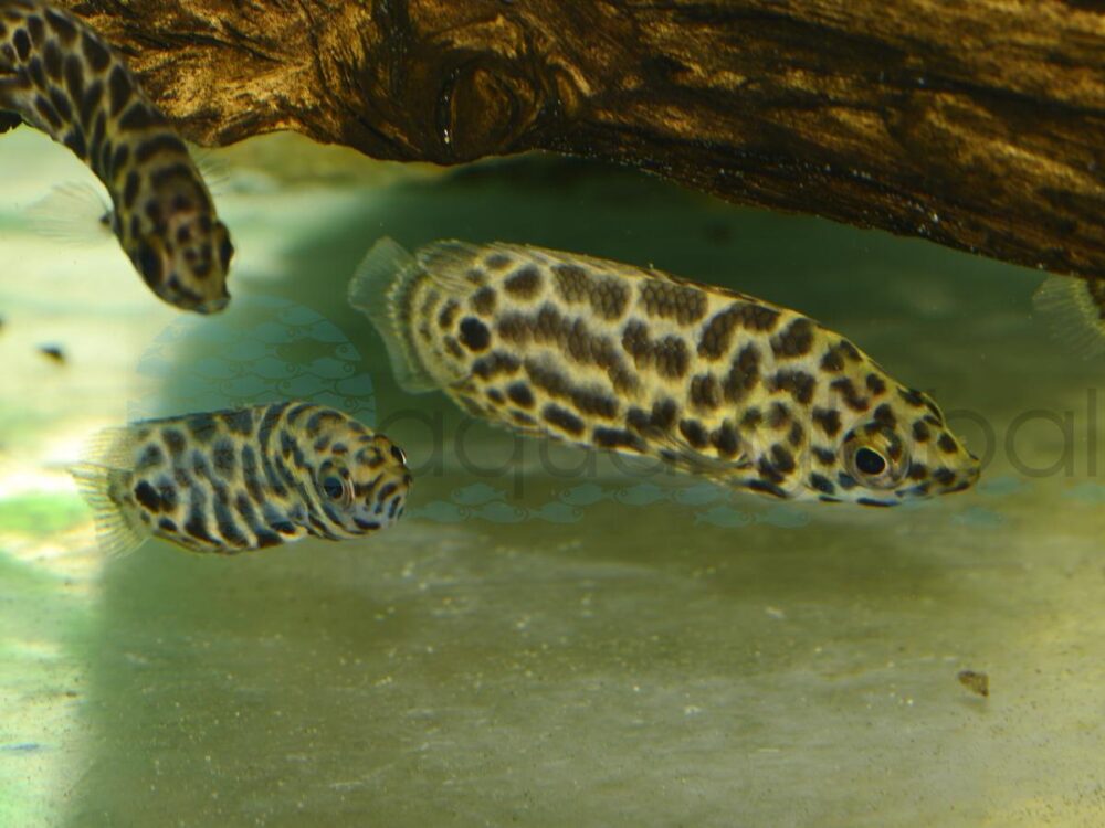 ZK98 Leopard-Buschfisch, NZ 3-4 cm