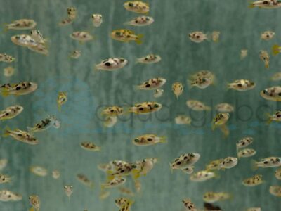 ZM032 Zwergsüßwasserkugelfisch, WF 1,5-2,5 cm (ML)