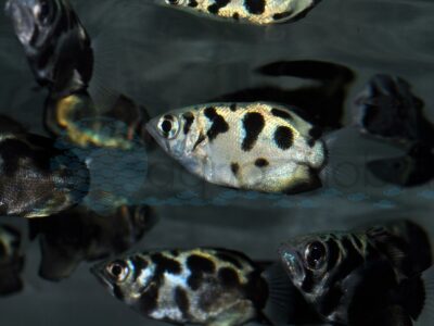 ZM0761 Leopard-Schützenfisch, Süßwasser, WF 4,5-6 cm