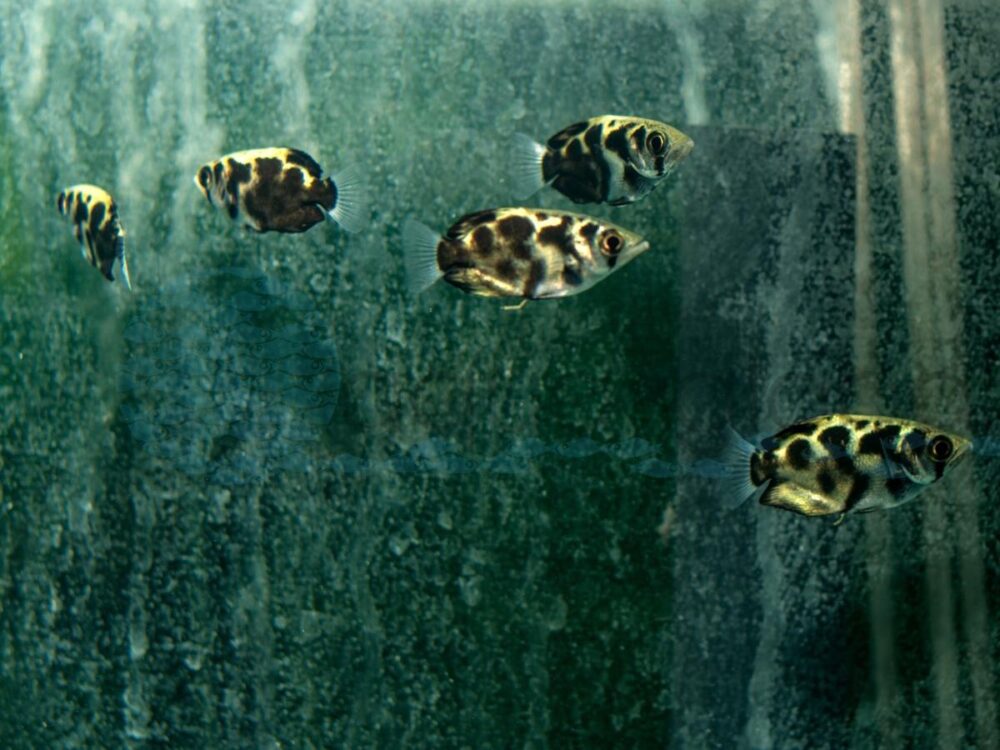 ZM0761 Leopard-Schützenfisch, Süßwasser, WF 4,5-6 cm