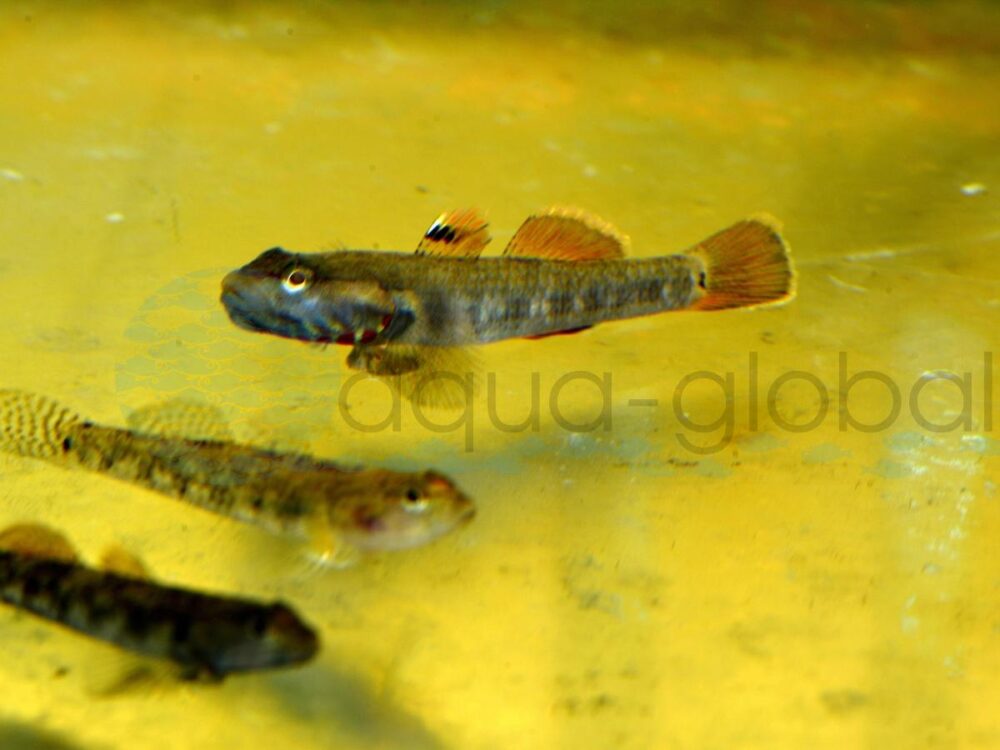 ZM628 Blutkehl-Grundel, WF-RARITÄT 3-4,5 cm