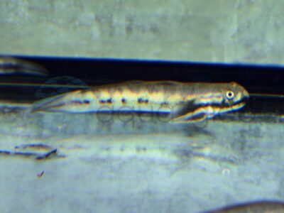 ZM6786 Gelbschwanz-Algengrundel, WF 6-8 cm