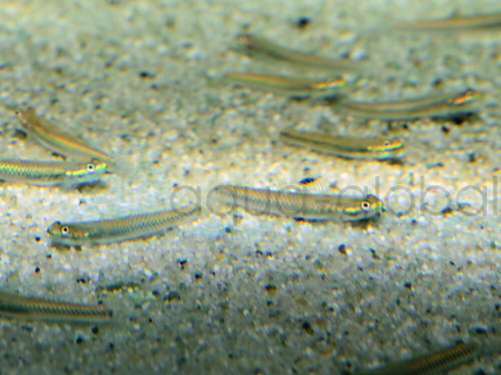 ZM687 Neongrundel (Süßwasser), WF 3,5-4 cm