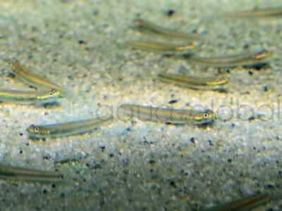 ZM687 Neongrundel (Süßwasser), WF 3,5-4 cm