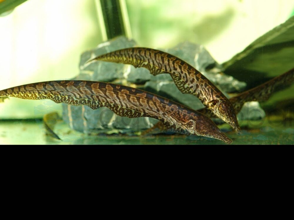 ZM8752 Trompeten-Messerfisch, WF-RARITÄT 14-20 cm