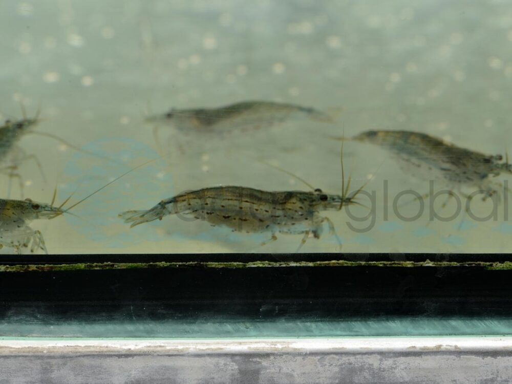 ZN1642 Amano-Algengarnele, WF 3-4 cm (XL)