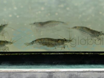 ZN1642 Amano-Algengarnele, WF 3-4 cm (XL)