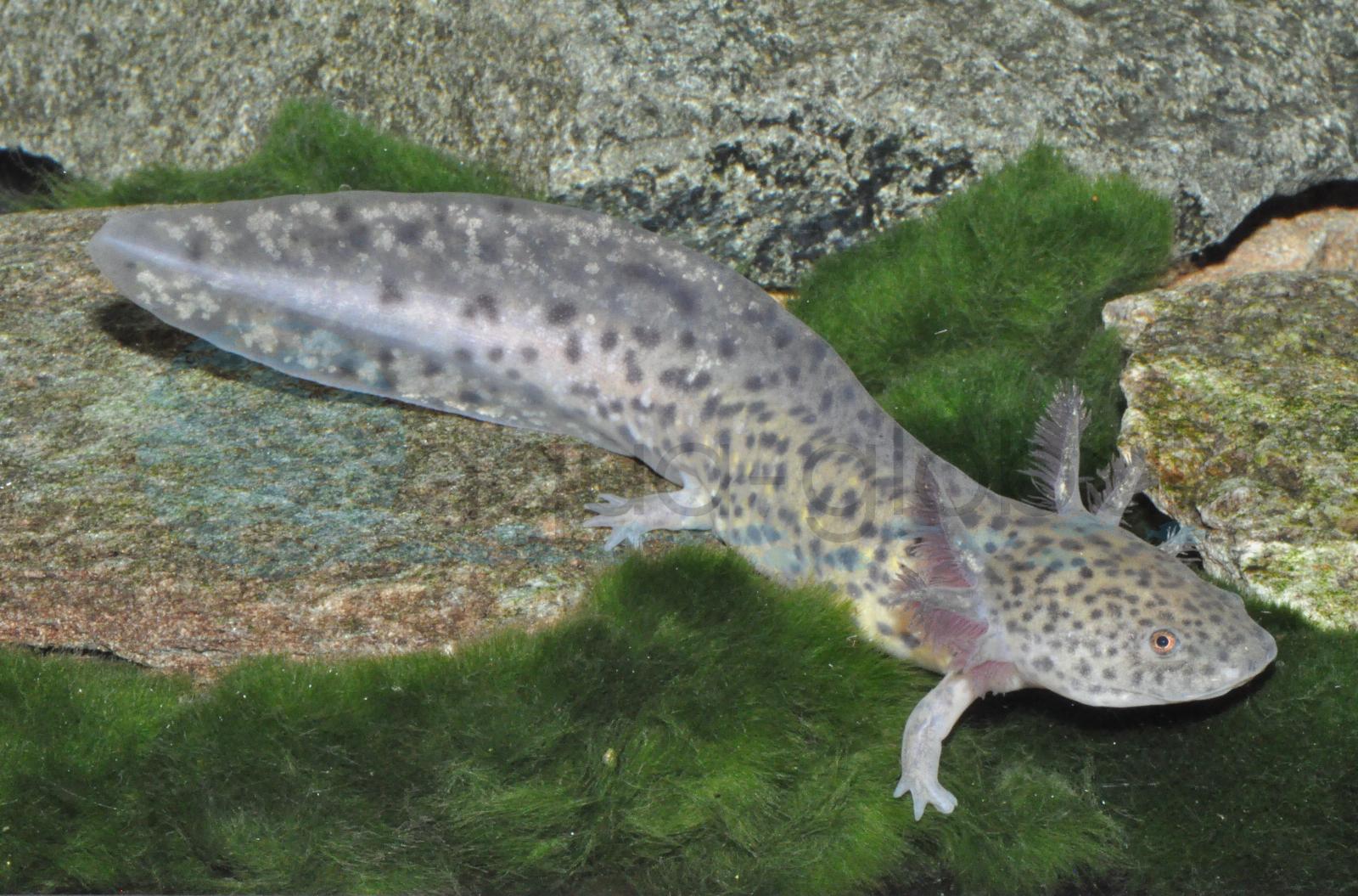 Axolotl-Wildfarbig, AX01/23 (Ambystoma mexicanum)