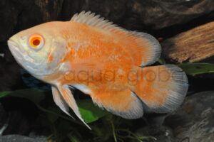 Albino-Oskar