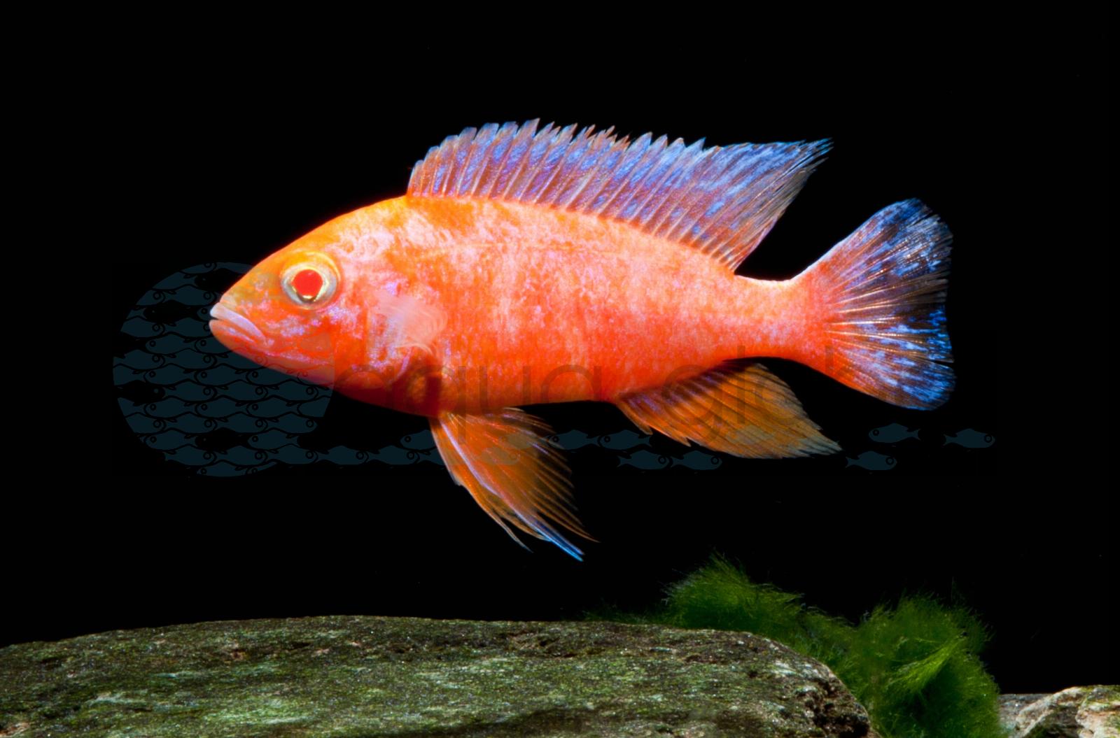 Kaiserbuntbarsch-Fire-Fish (Aulonocara sp. "Fire Fish Red Eye")