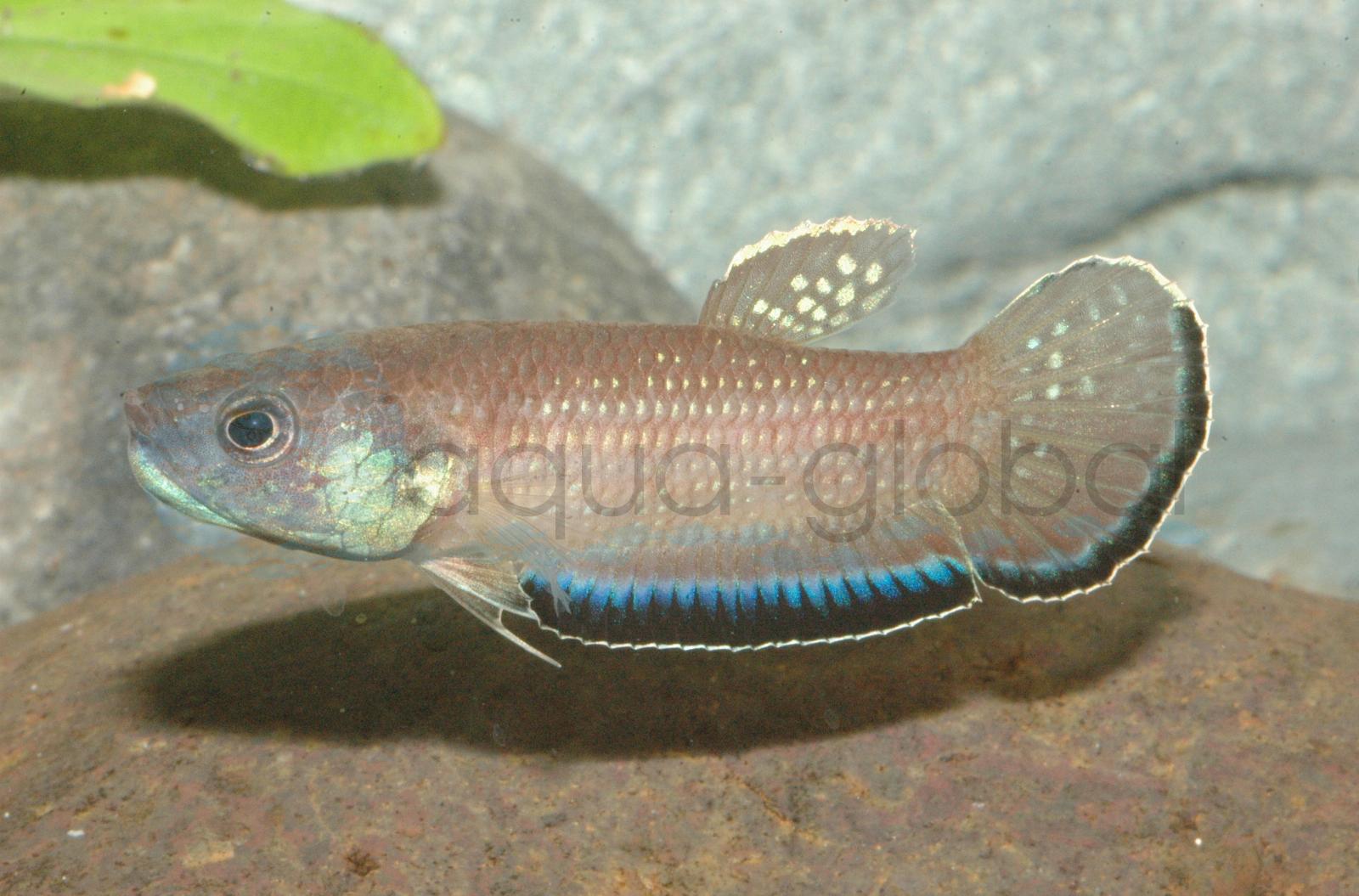Krabi-Kampffisch (Betta simplex)