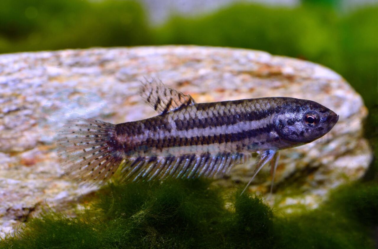 Kampffisch-Weibchen-Alien-Red (Betta splendens "Alien Copper Red ...