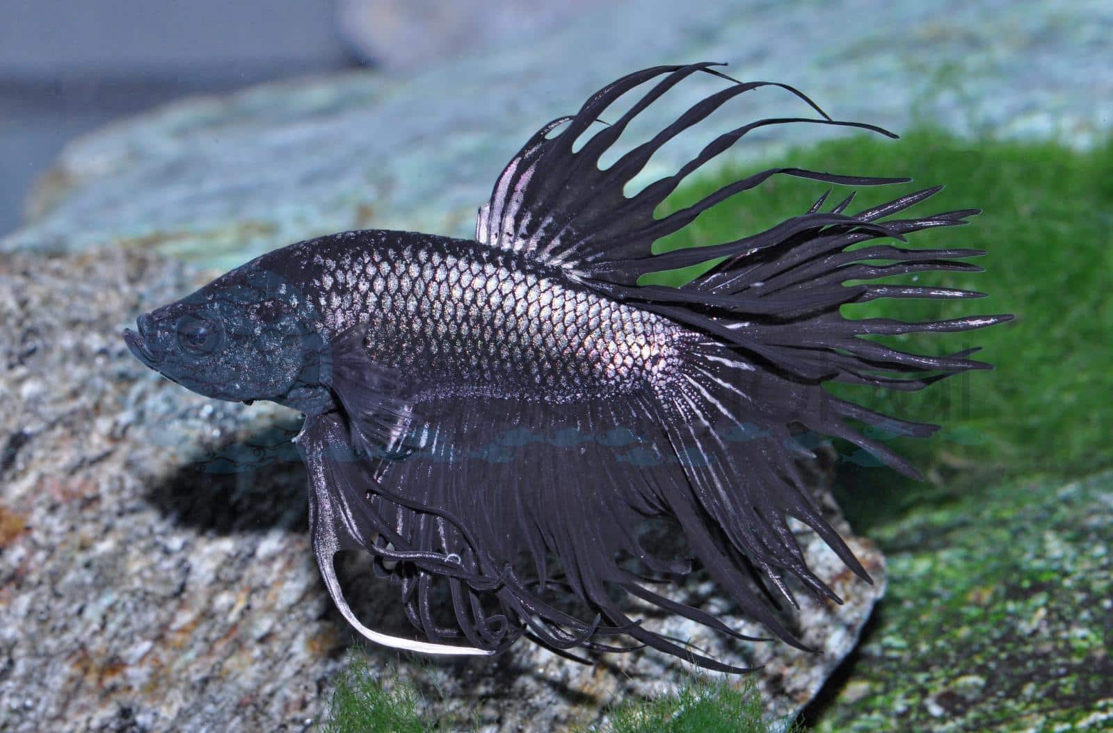 Kampffisch-Mann-Crowntail-Black (Betta splendens "CT Black Metallic")