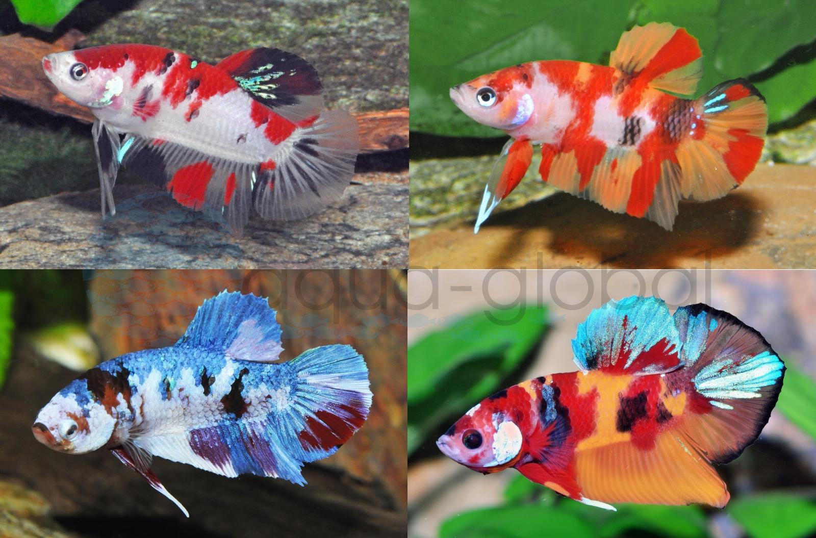 Kampffisch-Mann-Koi-Mix (Betta splendens "Koi-Mix")