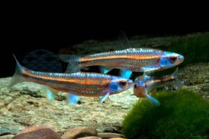 Biotoptiere
