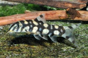 Domino-Prachtschmerle