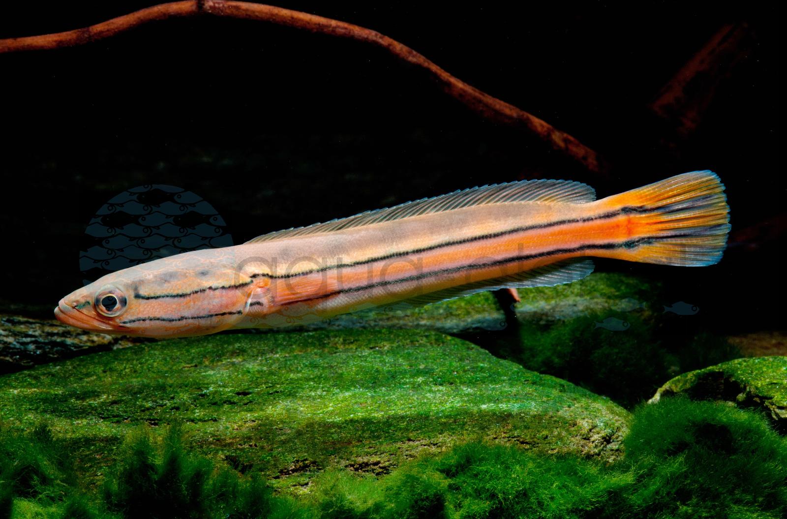 Orangefarbener Schlangenkopf (Channa diplogramma)