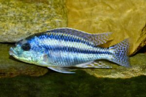 Blauer Großlippen-Maulbrüter